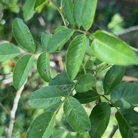 Photo of the plant species Multiflora Rose by @ZealousChia0 named Homer on Greg, the plant care app