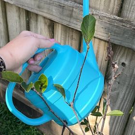 Photo of the plant species Mulan magnolia by @ZealousChia0 named Mulan on Greg, the plant care app