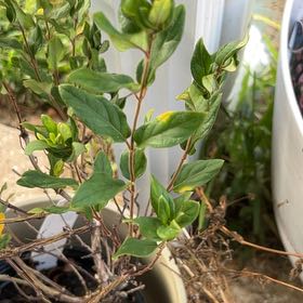 Photo of the plant species Japanese Honeysuckle by @ZealousChia0 named Orlando Bloom on Greg, the plant care app