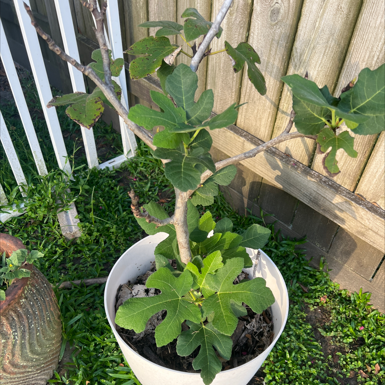 Photo of the plant species Brown Turkey Fig by @ZealousChia0 named Figgy on Greg, the plant care app
