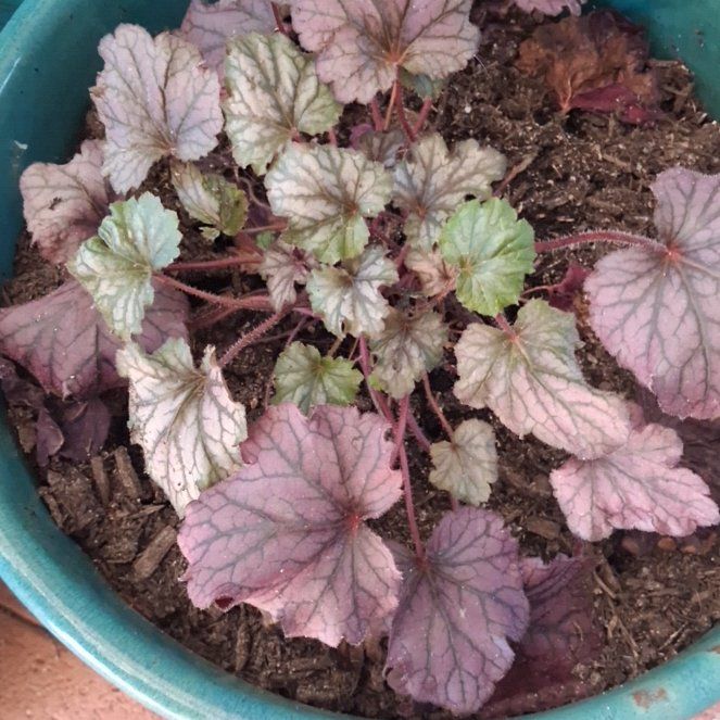 Photo of the plant species Coral Bells by @UltraOrchid71 named Austen on Greg, the plant care app