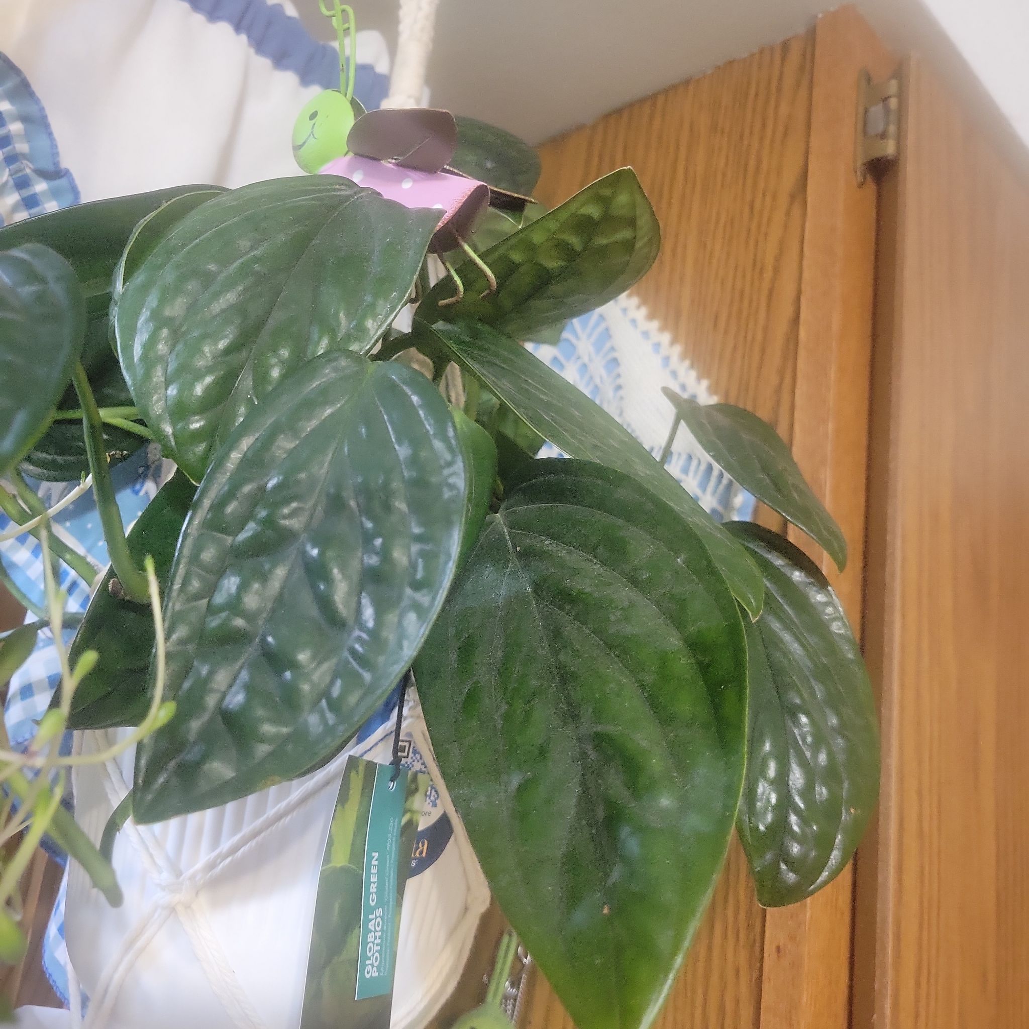 Photo of the plant species Global Green Pothos by @Kathleen79 named Global Green Pothos on Greg, the plant care app