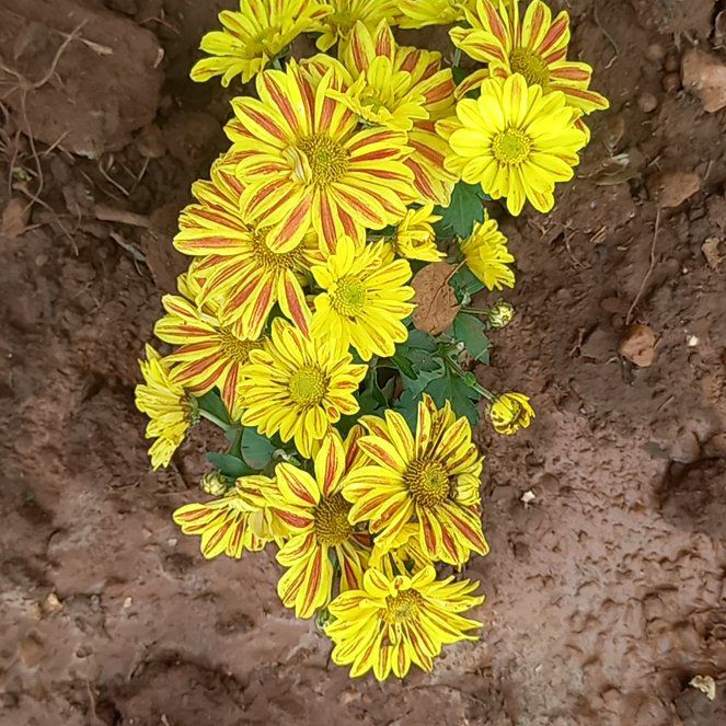 Photo of the plant species Verbesina Encelioides by @PetMangotree97 named Denali on Greg, the plant care app