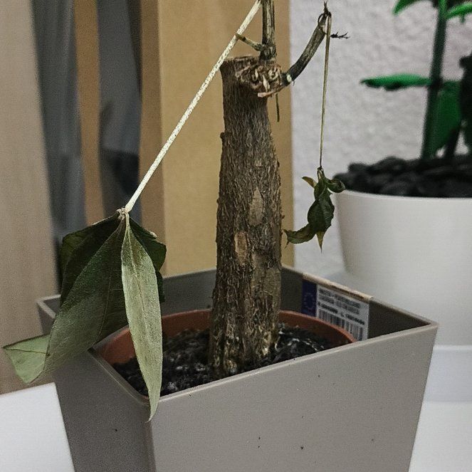 Photo of the plant species Bluecrown Passionflower by @ValidWasabi91 named Athena on Greg, the plant care app