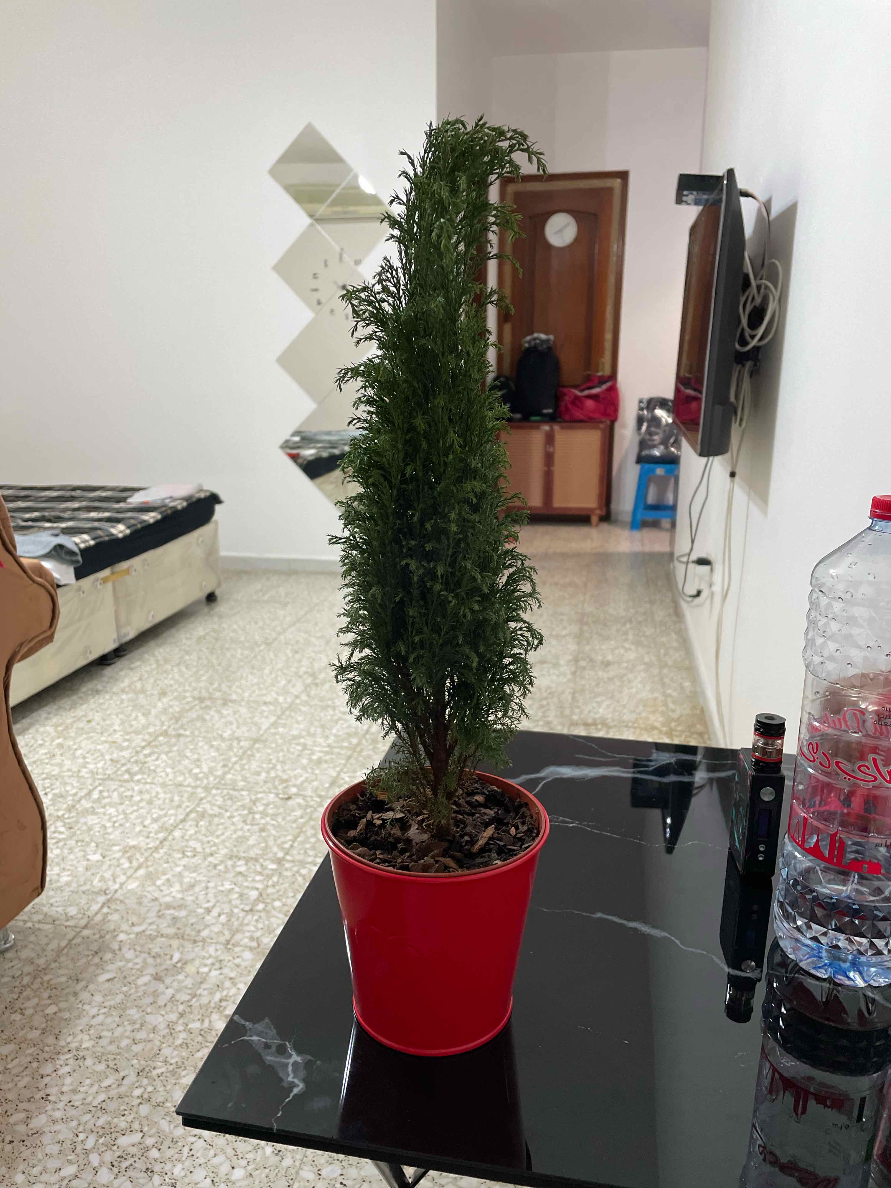 Lawson Cypress plant in a red pot on a black table, indoors.