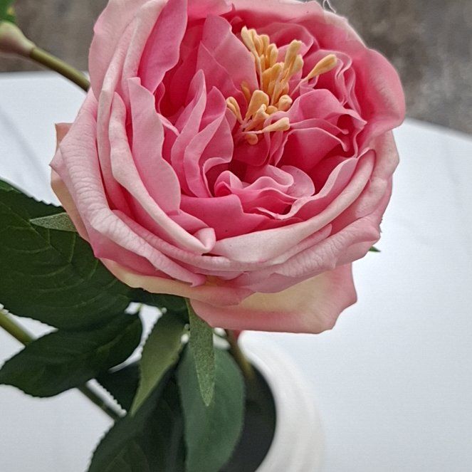 Photo of the plant species Camellia by @HotGinkotree46 named Michelle Branch on Greg, the plant care app