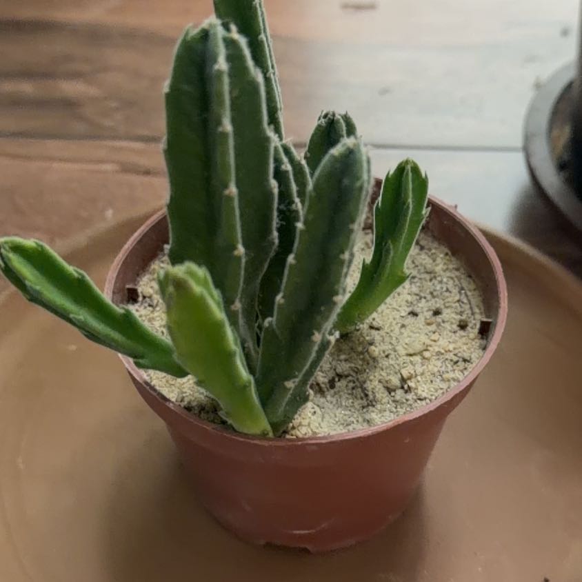 Photo of the plant species Zulu Giant by @HeroAvocado86 named Naomi on Greg, the plant care app