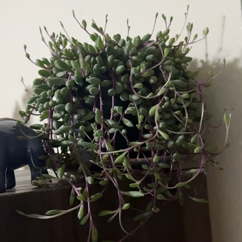 Photo of the plant species String of Rubies by @robinyour_plant named Apollo on Greg, the plant care app