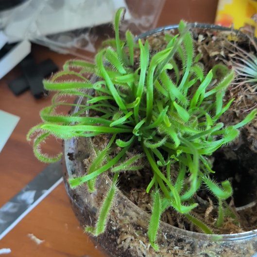 Photo of the plant species Cape Sundew by @BeefyBlusher36 named Peter Parker on Greg, the plant care app