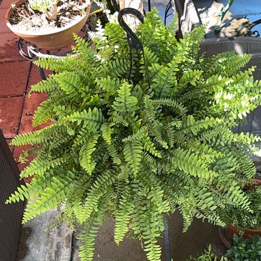 Photo of the plant species Mexican-Heather by @FitCat94 named Harper on Greg, the plant care app