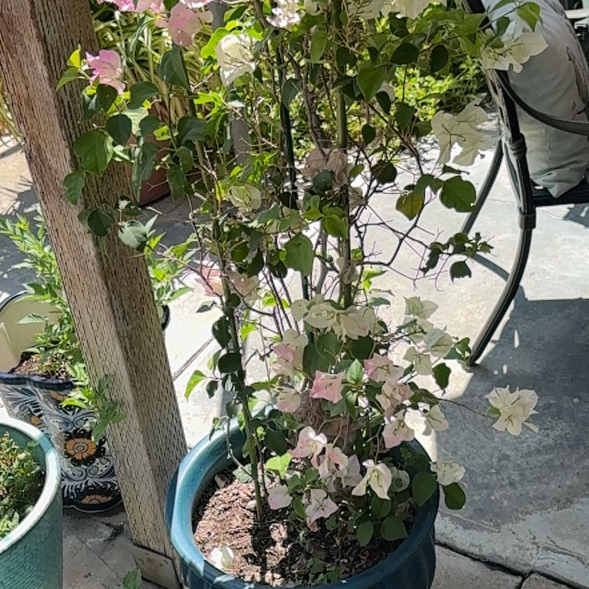 Photo of the plant species Lesser Bougainvillea by @FitCat94 named Bieber on Greg, the plant care app