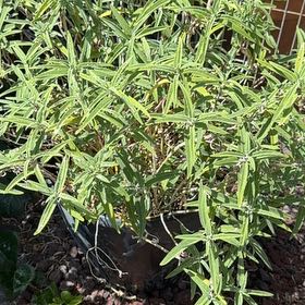 Photo of the plant species Mexican Bush Sage by @FitCat94 named Bigleef Smalls on Greg, the plant care app