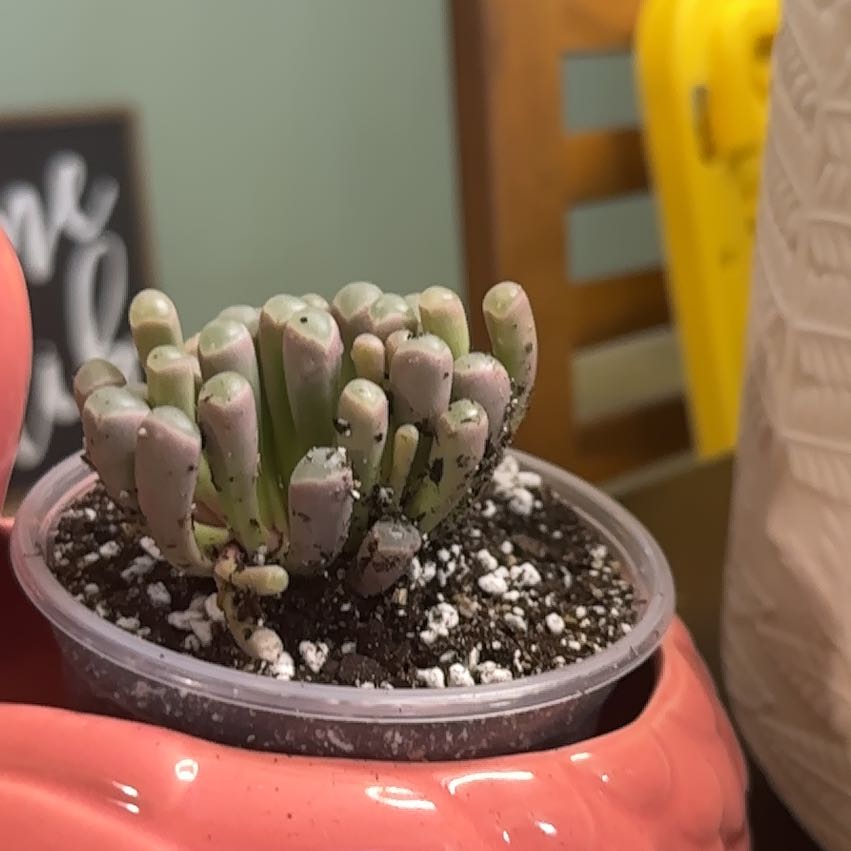 Photo of the plant species Baby Toes by @YokePhalsa3 named Phillip plastic on Greg, the plant care app