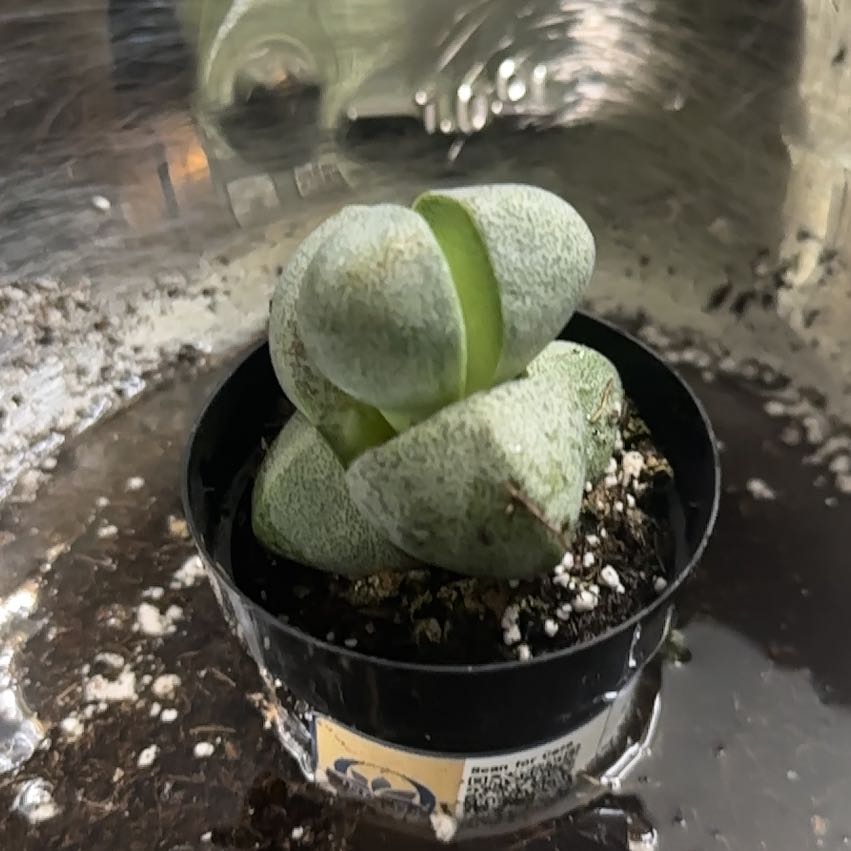 Photo of the plant species Split Rock Succulent by @YokePhalsa3 named Crusher on Greg, the plant care app