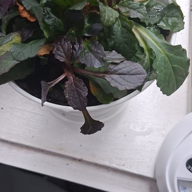 Photo of the plant species Blue Bugle by @HeirHautree51 named Sproutacus on Greg, the plant care app