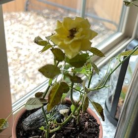 Photo of the plant species Dog Rose by @NeatCapeivy99 named Gobi on Greg, the plant care app