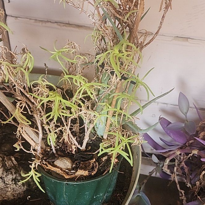 Photo of the plant species Corkscrew Willow by @LordNikkofir57 named Pax on Greg, the plant care app