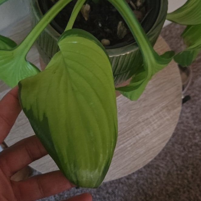 Photo of the plant species Plantain Lily by @FairJuneplum86 named Khaleesi on Greg, the plant care app