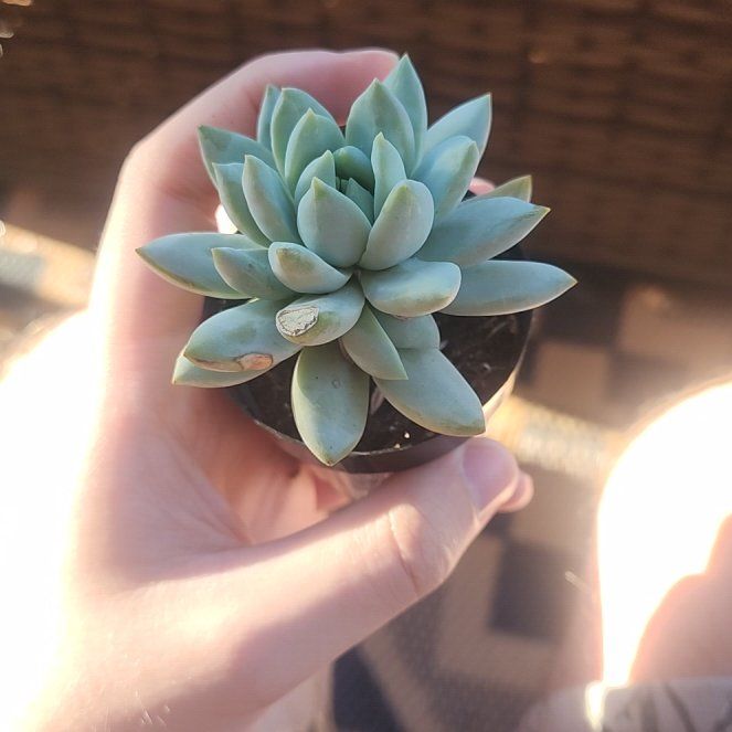 Photo of the plant species Sedeveria 'Lilac Mist' by @MasterBalsam66 named Trunk on Greg, the plant care app