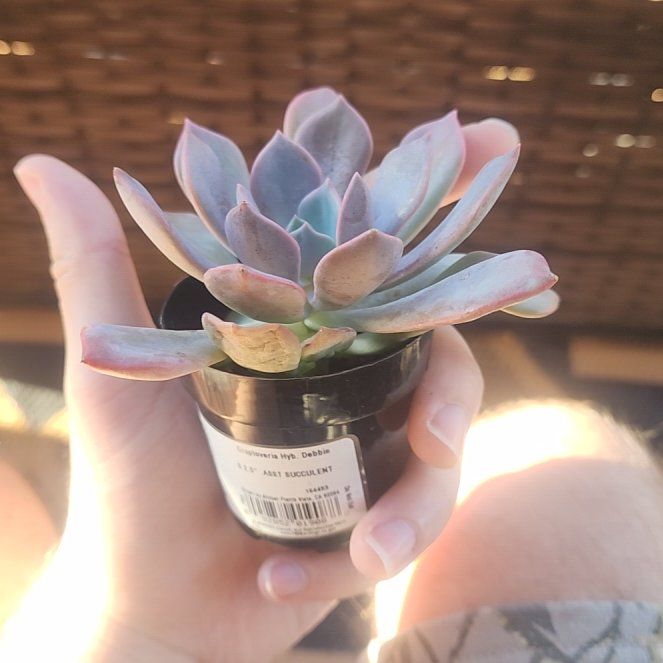 Photo of the plant species Graptoveria 'Debbie' by @MasterBalsam66 named Debbie on Greg, the plant care app