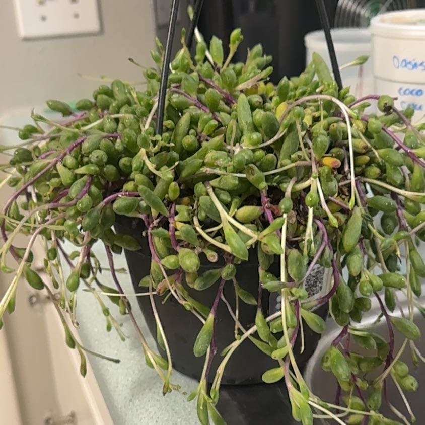 Photo of the plant species ruby necklace by @BubblyComet73 named Kylie on Greg, the plant care app
