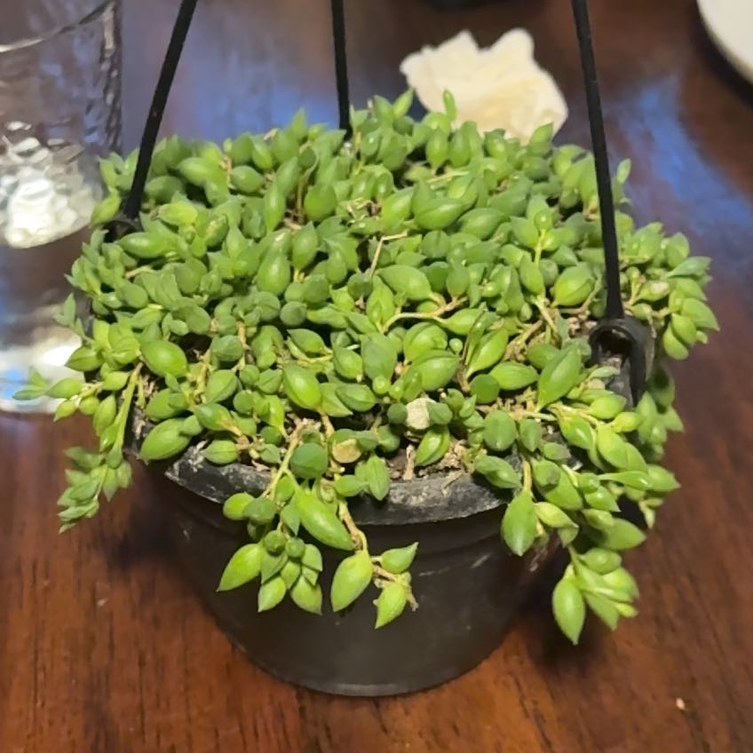 Photo of the plant species String of Raindrops by @NaturallyBibi97 named Lavender on Greg, the plant care app