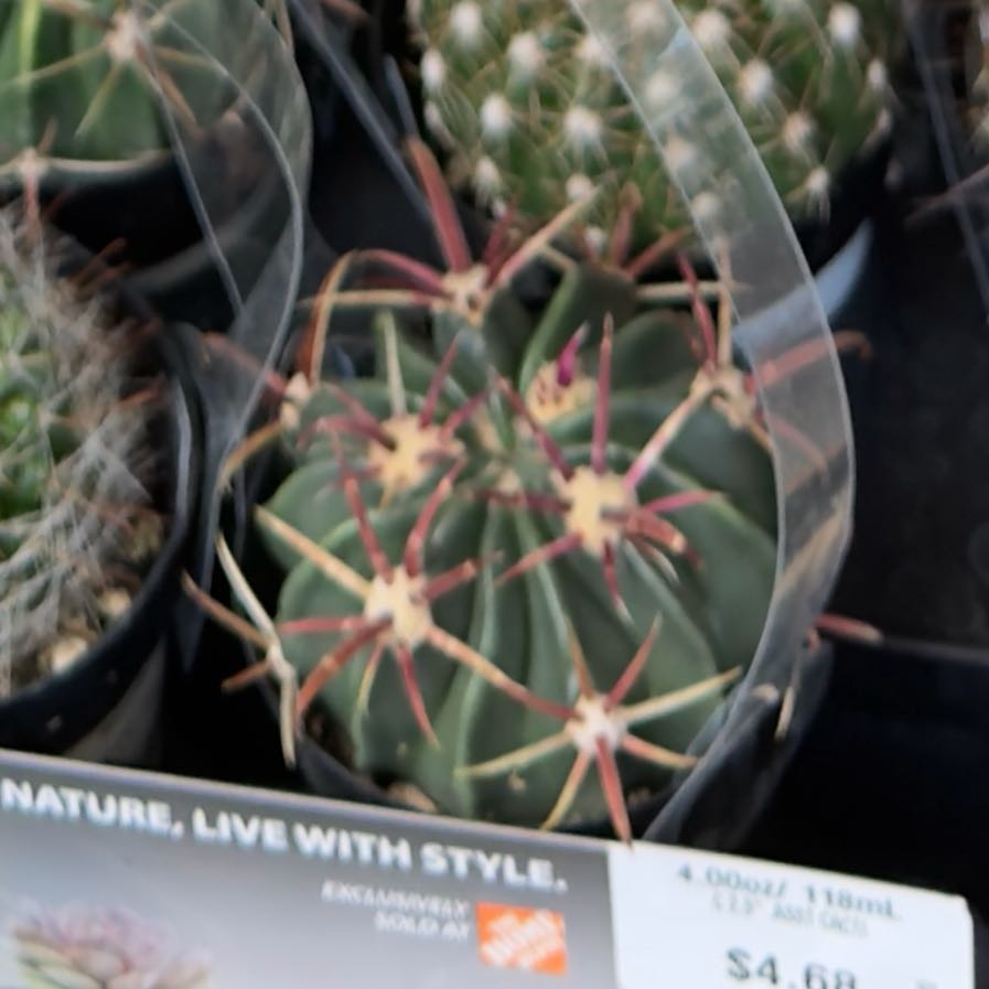 Photo of the plant species Devil's Pincushion by @CenteredYuzu76 named Messi on Greg, the plant care app