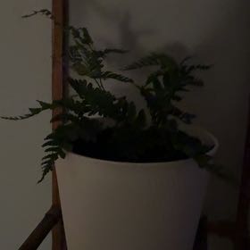 Photo of the plant species Leatherleaf Fern by @RewardingFord96 named Gomez on Greg, the plant care app