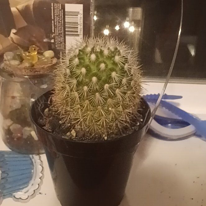 Photo of the plant species Mammillaria densispina by @LovelyAppletree named Gerard Geraldine goosebump (spiky) on Greg, the plant care app