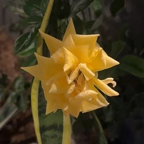 Photo of the plant species Yellow Rose by @DaintySedge61 named Homer on Greg, the plant care app