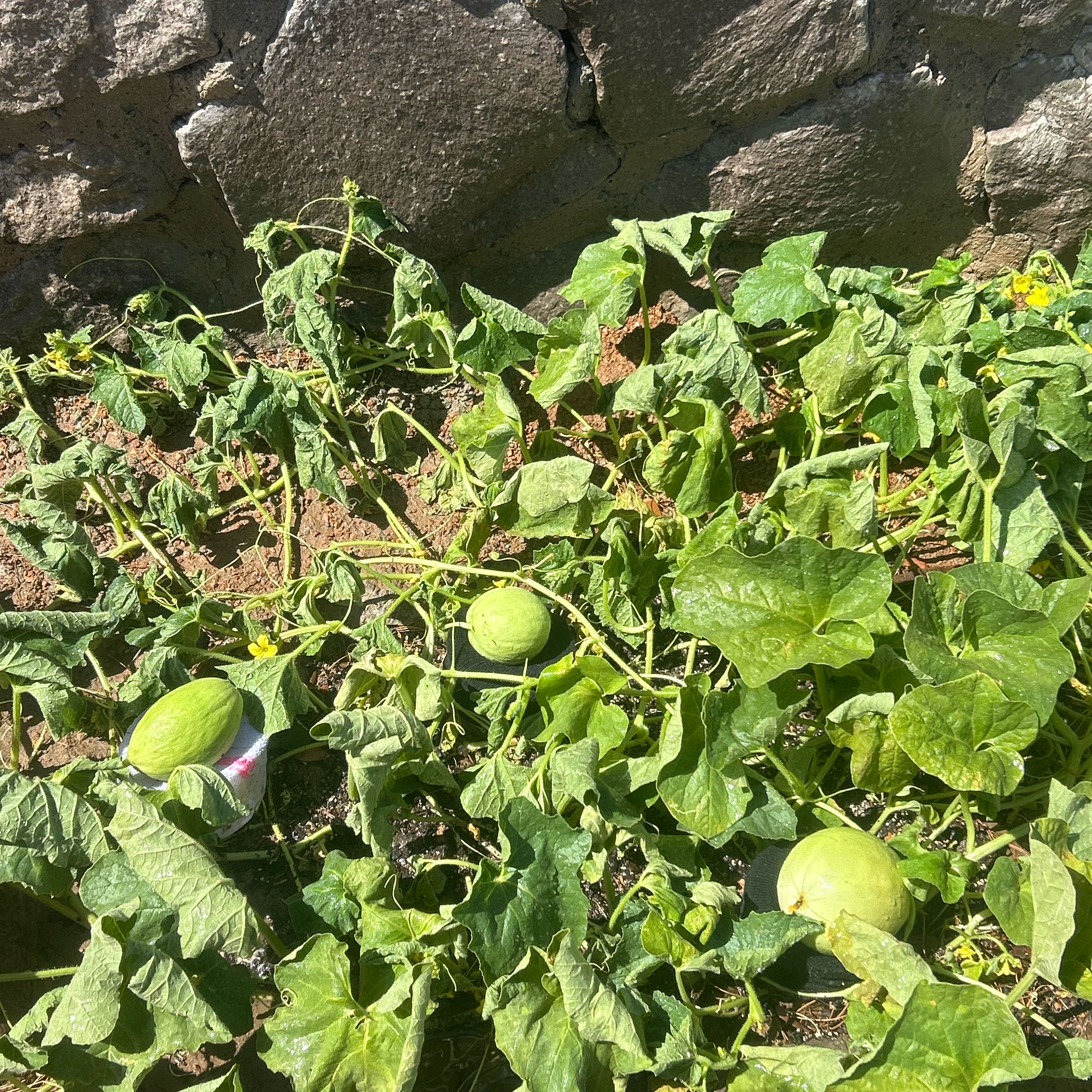 Photo of the plant species Melon by @GivingEndive67 named Willow on Greg, the plant care app