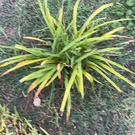 Photo of the plant species Big Blue Lilyturf by @BestSnowrose46 named Nithin on Greg, the plant care app