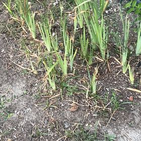 Photo of the plant species Yellow Iris by @BestSnowrose46 named Messi on Greg, the plant care app