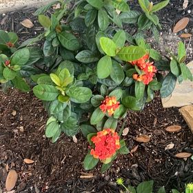 Photo of the plant species Flame of the Woods by @BestSnowrose46 named Cleopatra on Greg, the plant care app