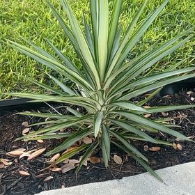 Photo of the plant species Yucca Aloifolia by @BestSnowrose46 named Tolkien on Greg, the plant care app