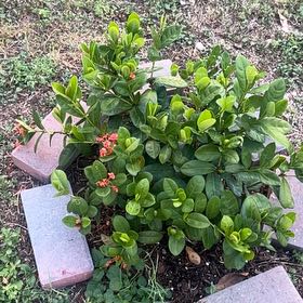 Photo of the plant species Flame of the Woods by @BestSnowrose46 named Tupot amaroot on Greg, the plant care app