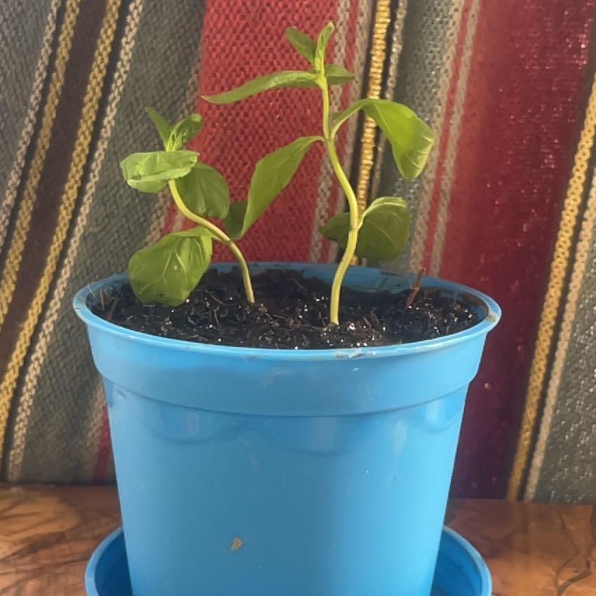 Photo of the plant species Mint by @TopChosmo14 named Minteito on Greg, the plant care app