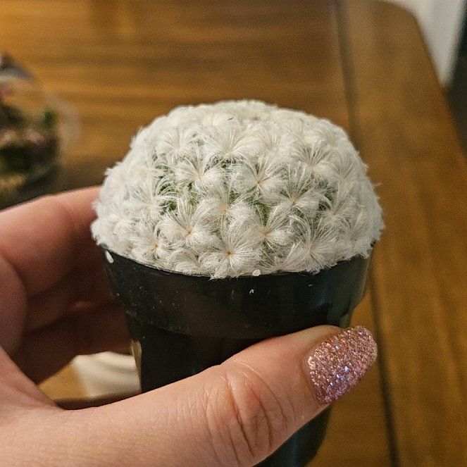 Photo of the plant species Button Cactus by @SirLoquat23 named Beyonce on Greg, the plant care app