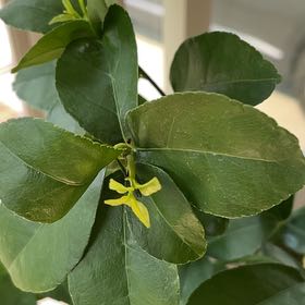 Photo of the plant species Key Lime Tree by @HotPignut4 named Demi on Greg, the plant care app