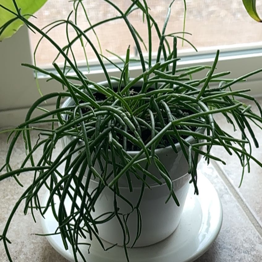 Photo of the plant species Rhipsalis baccifera by @YiftWaxivy63 named Naomi on Greg, the plant care app