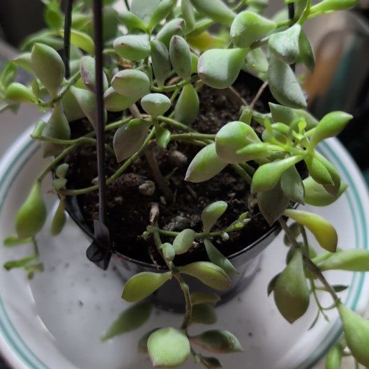 Photo of the plant species Cliff Cotyledon by @NativeTitoki5 named Mabel on Greg, the plant care app