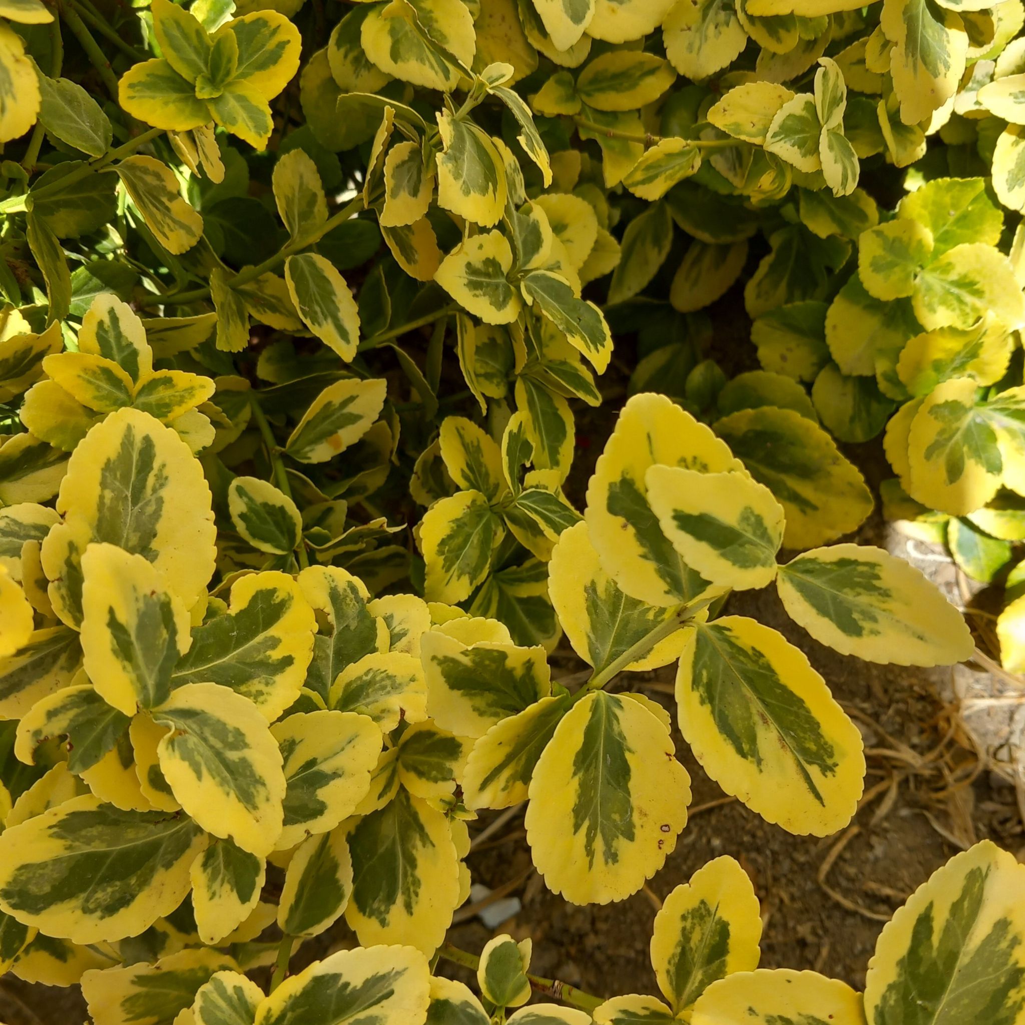 Photo of the plant species Fortune's Spindle by @FineMarigold56 named Navajo on Greg, the plant care app