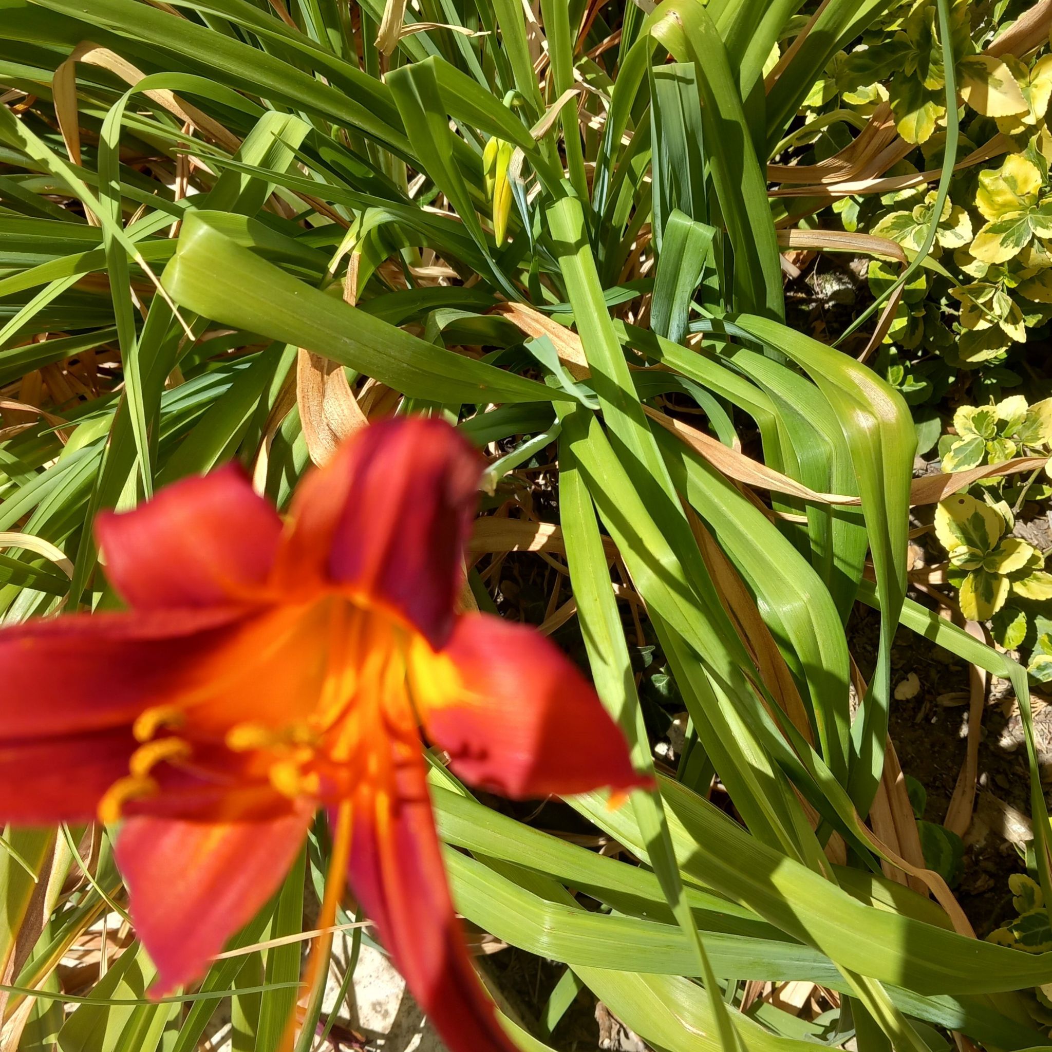 Photo of the plant species Orange Daylily by @FineMarigold56 named Scarlett on Greg, the plant care app