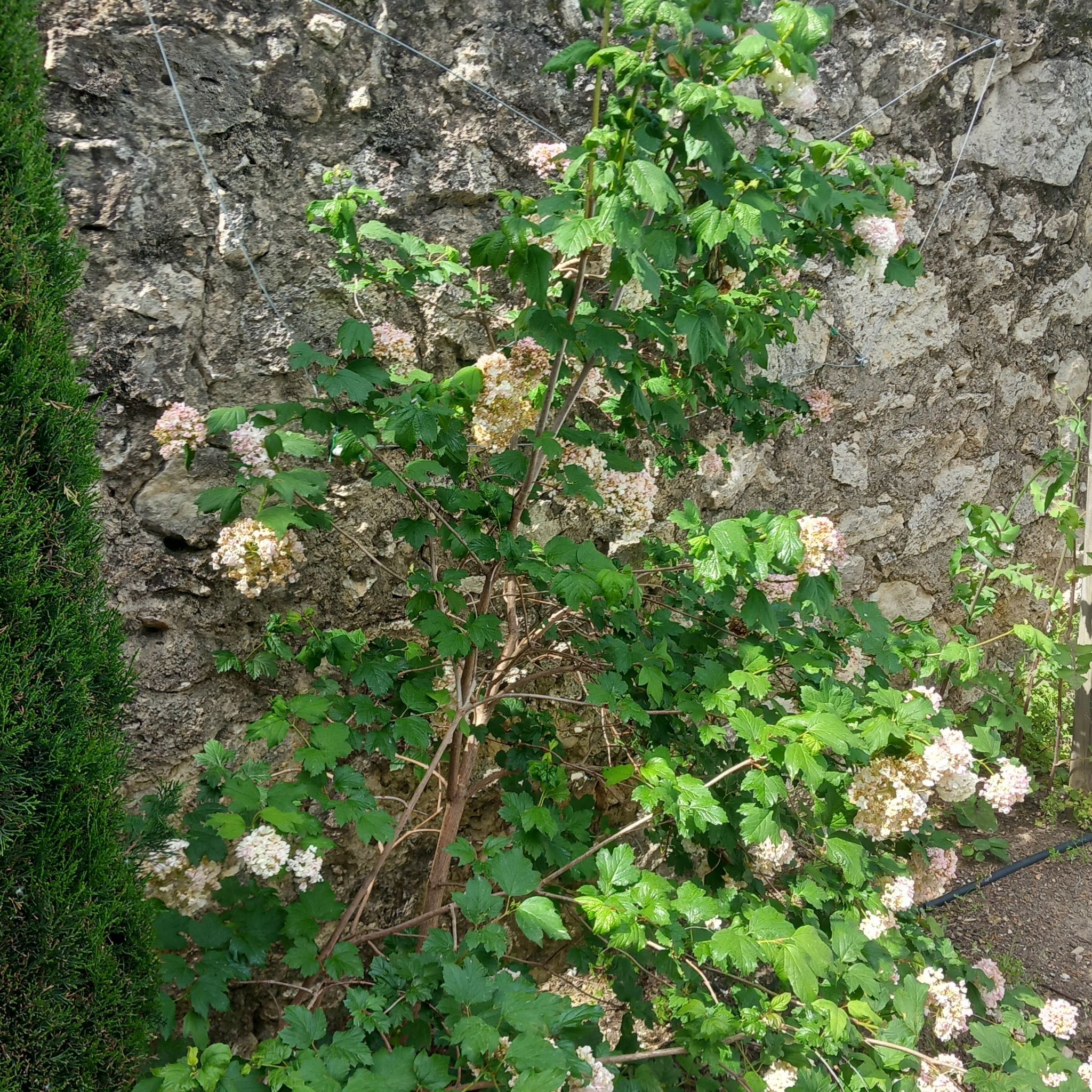Photo of the plant species Oakleaf Hydrangea by @FineMarigold56 named Osmo on Greg, the plant care app