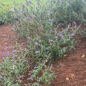 Photo of the plant species Orange Eye Butterflybush by @WizardMaleberry named Bigleef Smalls on Greg, the plant care app