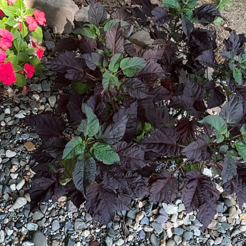 Photo of the plant species Mexican Grain Amaranth by @StoutIcarus70 named Robert Plant on Greg, the plant care app