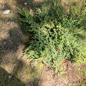 Photo of the plant species Alkali Seepweed by @StoutIcarus70 named Delilah on Greg, the plant care app