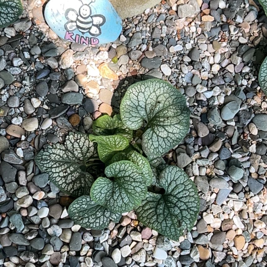 Photo of the plant species Brunnera Macrophylla by @StoutIcarus70 named Elina on Greg, the plant care app