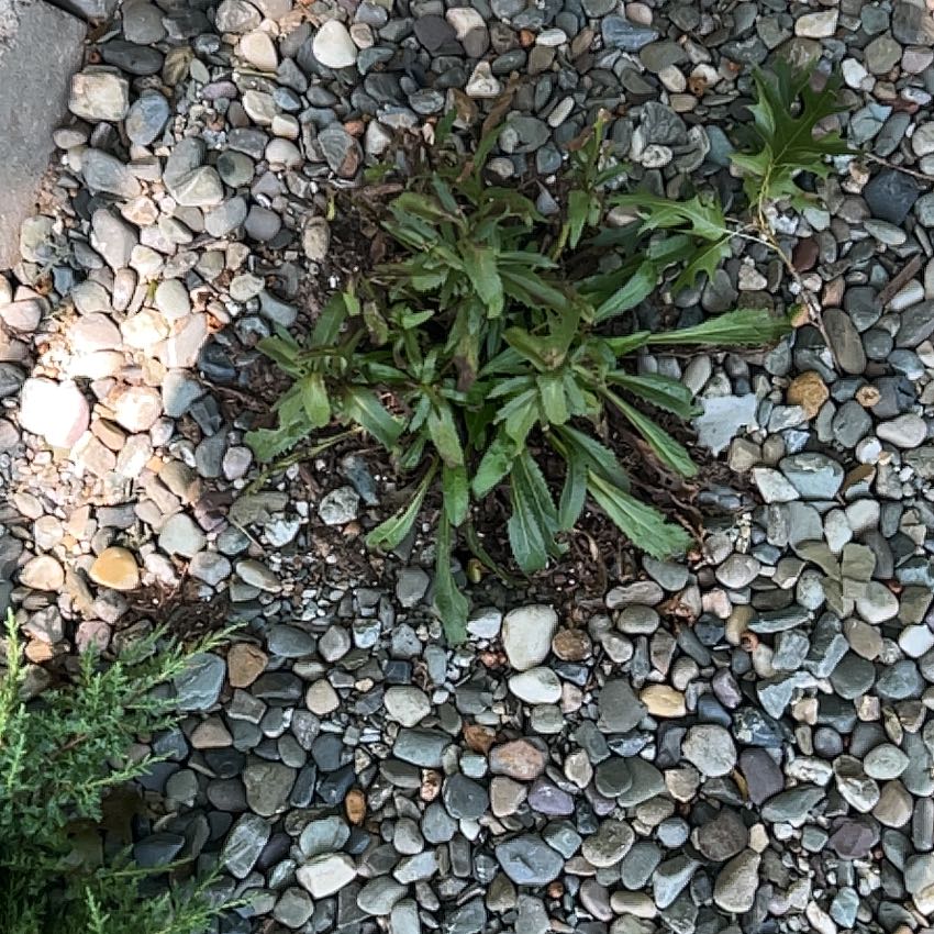 Photo of the plant species Common Beet by @StoutIcarus70 named Austen on Greg, the plant care app