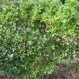 Photo of the plant species Mock Orange by @StoutIcarus70 named Bella on Greg, the plant care app
